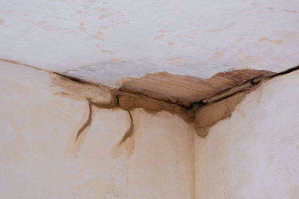 Best Professional water damage repair  in Weed, CA